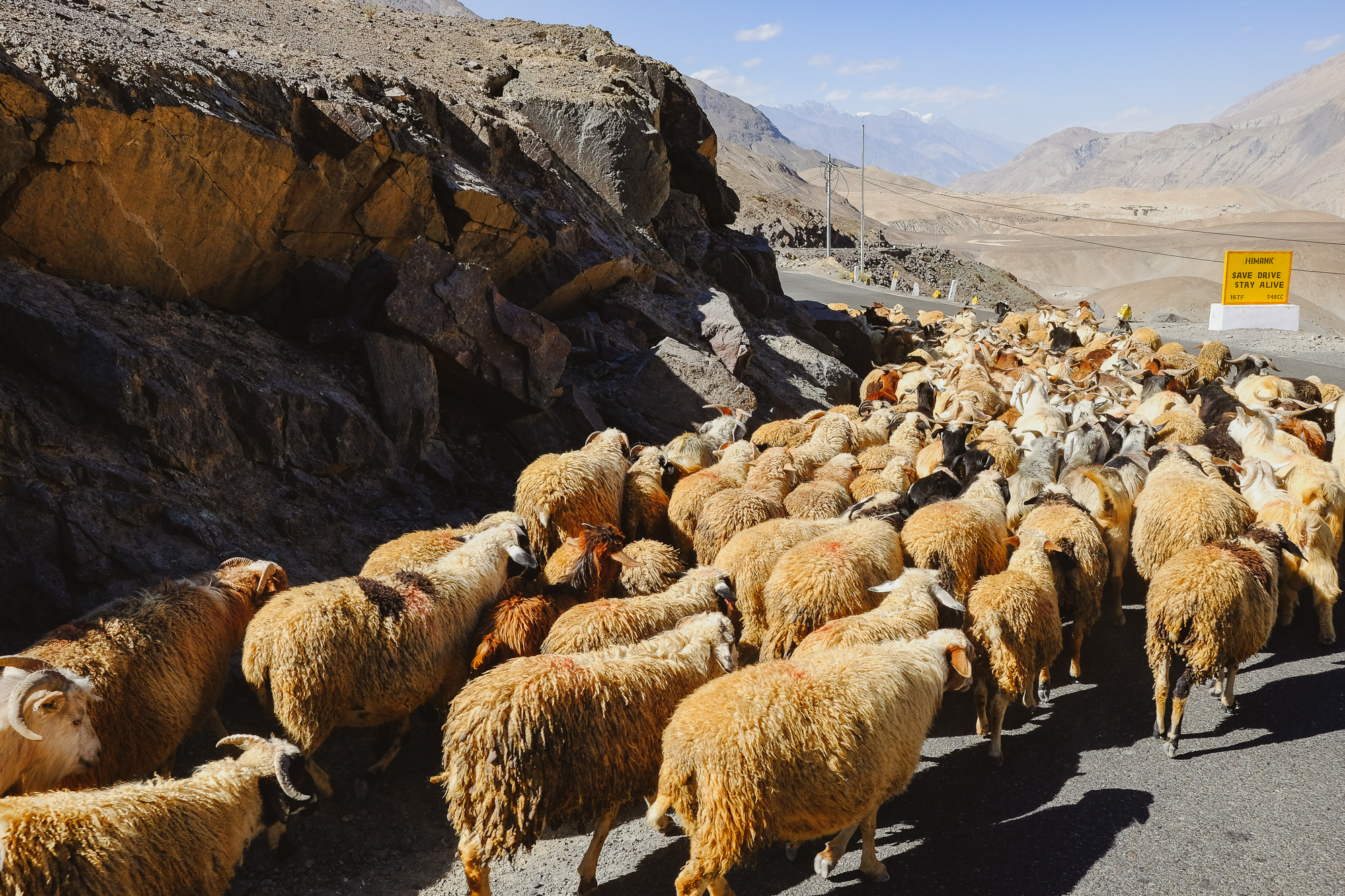 Linnie Traveler / Nubra Valley 2017