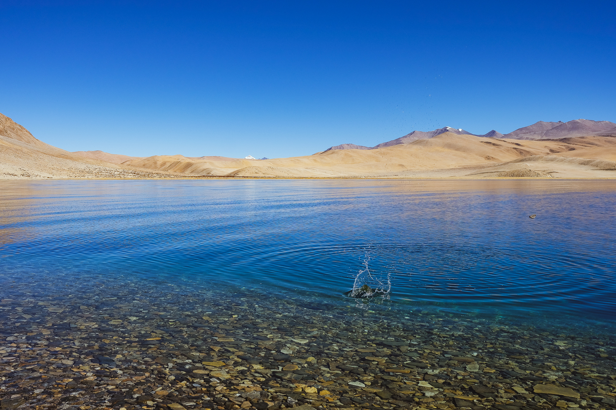 Linnie Traveler / Tso Moriri 2017