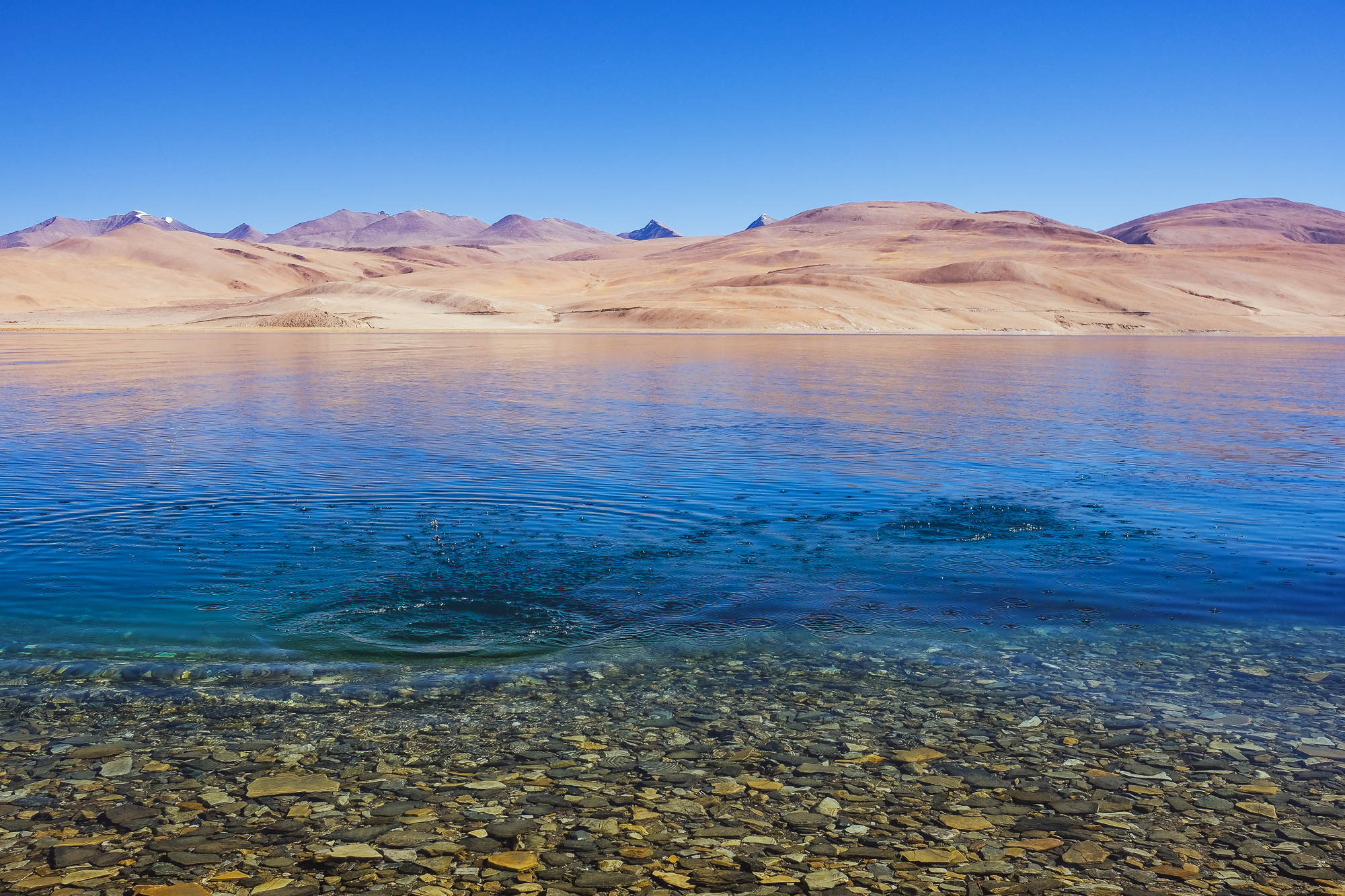 Linnie Traveler / Tso Moriri 2017