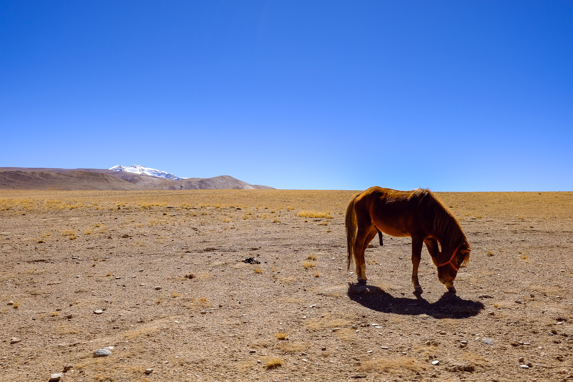 Linnie Traveler / Tso Moriri 2017